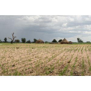 plantation de souchet